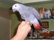 African Gray Parrot with cage