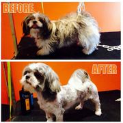 Dog Grooming Service for your Cute Puppies in Dublin