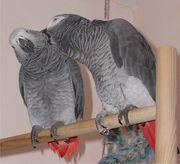 Beautiful Pair Afrcan Grey For rehoming