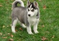 Siberian husky in a need of a forever home 