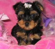 AMAZING TEACUP YORKIE PUPPIES FOR X-MAS