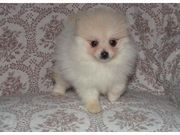 Cutest Pomeranian Puppies for Caring home