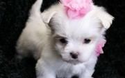 Adorable Maltese puppies for sale - look how cute!