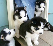 Black and white Siberian Husky Puppies for adoption