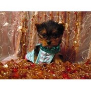 male and female yorkie puppies availabel