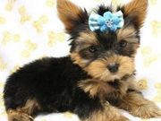 Wow, Cute Yorkie Puppies For Free Adoption